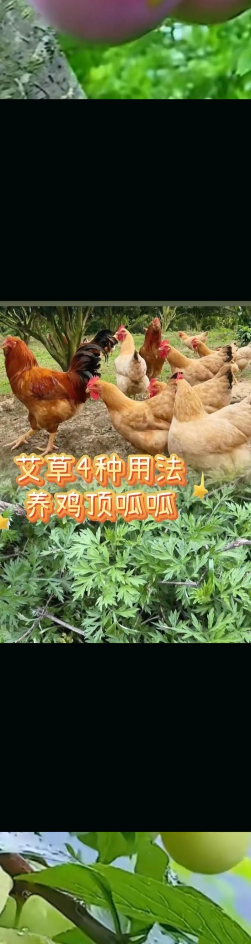 土鸡散养养殖技术关键点有哪些?-图3 土鸡散养养殖技术关键点有哪些?-图3