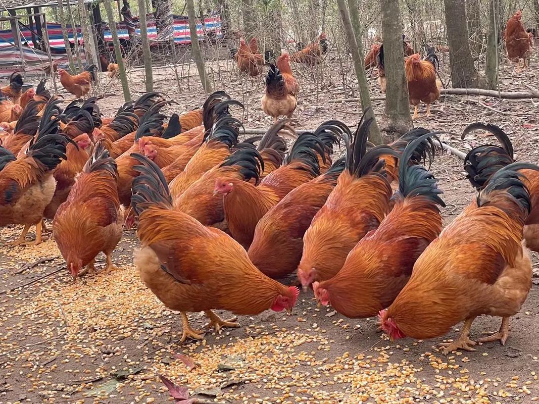 土鸡散养养殖技术关键点有哪些?-图1 土鸡散养养殖技术关键点有哪些?-图1