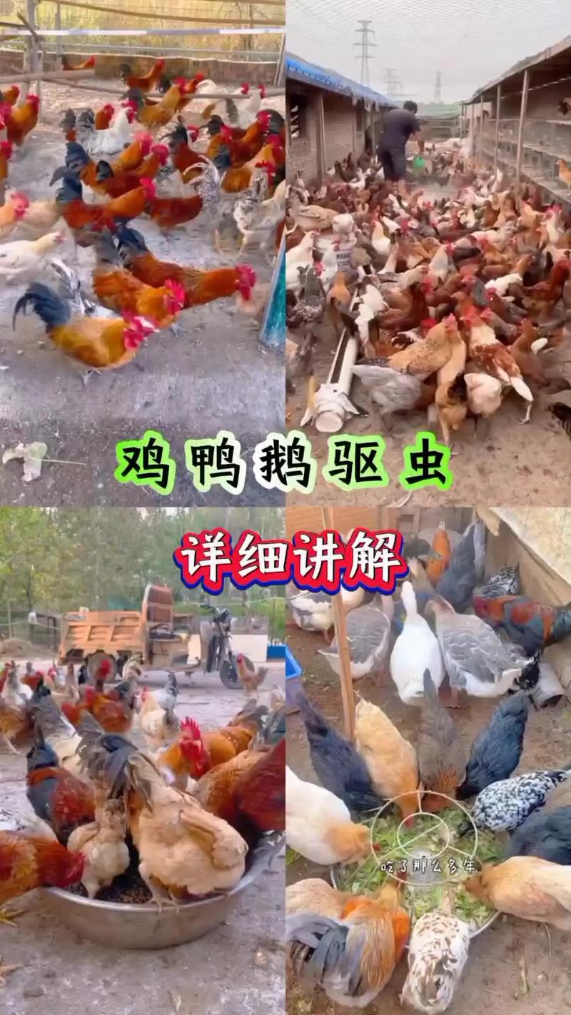 土鸡散养养殖技术关键点有哪些？-图2