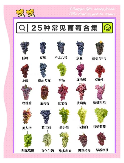 哪些葡萄品种最适合在家种植？-图2