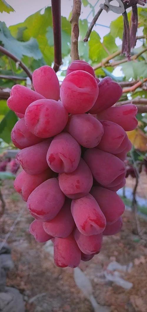 哪些葡萄品种最适合在家种植?-图1 哪些葡萄品种最适合在家种植?-图1