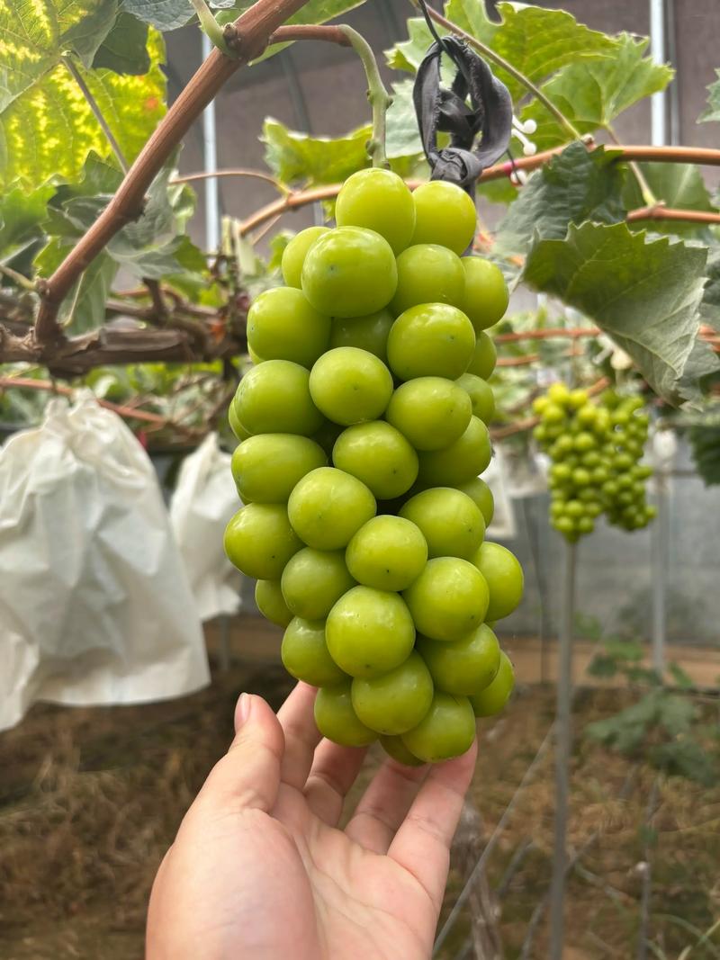哪些葡萄品种最适合在家种植?-图3 哪些葡萄品种最适合在家种植?-图3