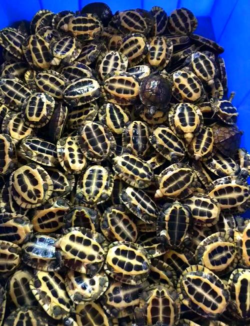 石龟2025年最新价格多少钱一斤?-图1 石龟2025年最新价格多少钱一斤?-图1