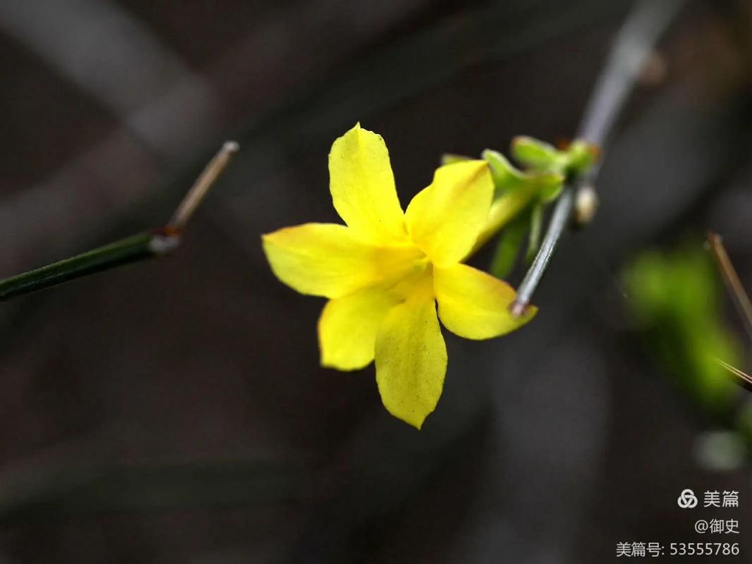 铁皮迎春花是真实品种还是俗称?-图1 铁皮迎春花是真实品种还是俗称?-图1