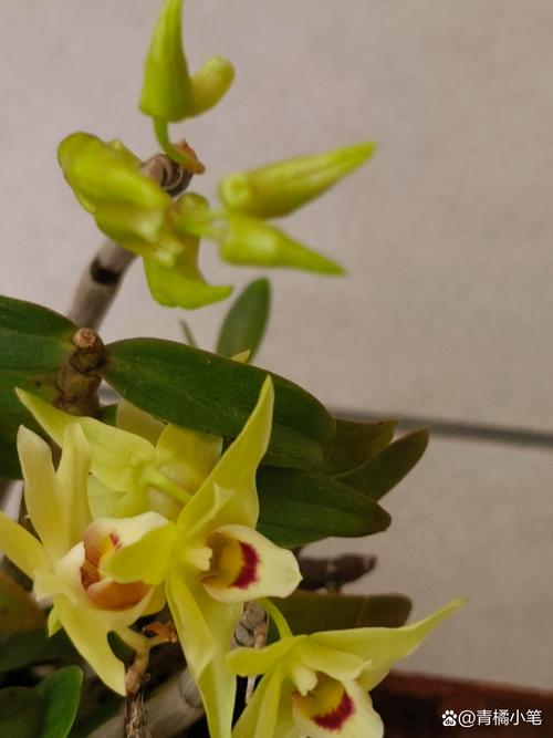 铁皮迎春花是真实品种还是俗称?-图2 铁皮迎春花是真实品种还是俗称?-图2