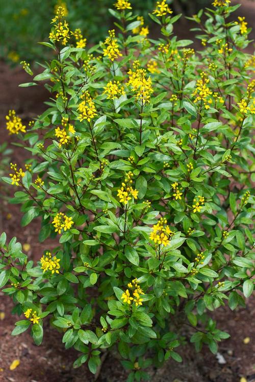 铁皮迎春花是真实品种还是俗称?-图3 铁皮迎春花是真实品种还是俗称?-图3