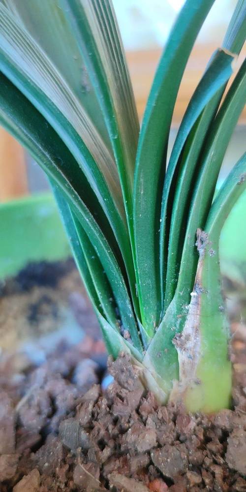 君子兰叶片细长是品种特性还是养护问题?-图1 君子兰叶片细长是品种特性还是养护问题?-图1