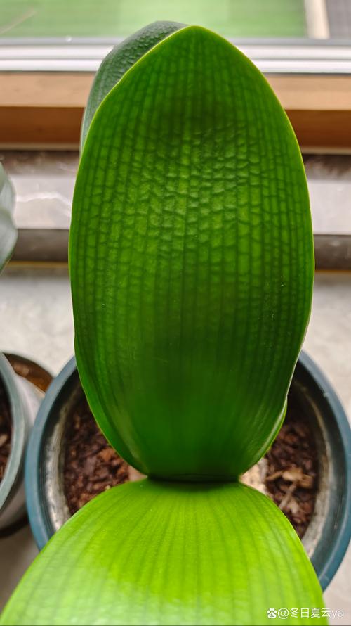 君子兰叶片细长是品种特性还是养护问题？-图3