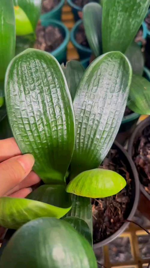 君子兰叶片细长是品种特性还是养护问题?-图2 君子兰叶片细长是品种特性还是养护问题?-图2