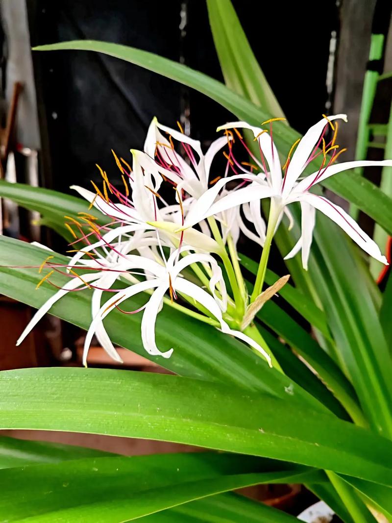 文殊兰哪个品种价格最高？-图2