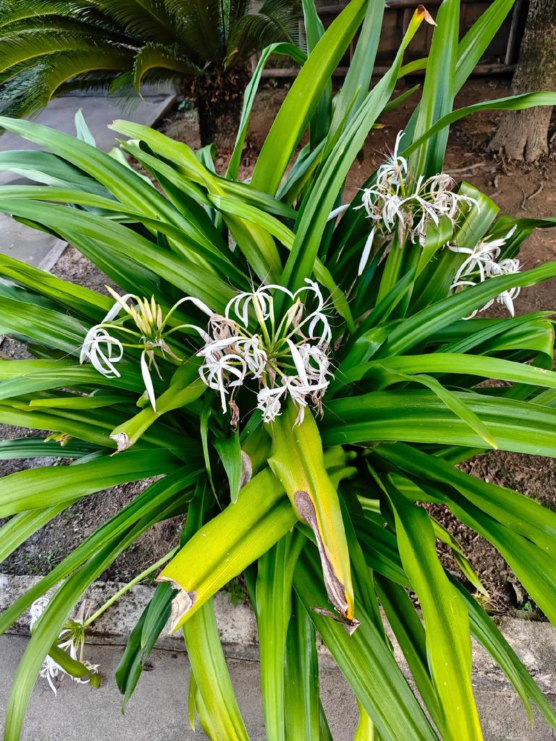 文殊兰哪个品种价格最高?-图1 文殊兰哪个品种价格最高?-图1