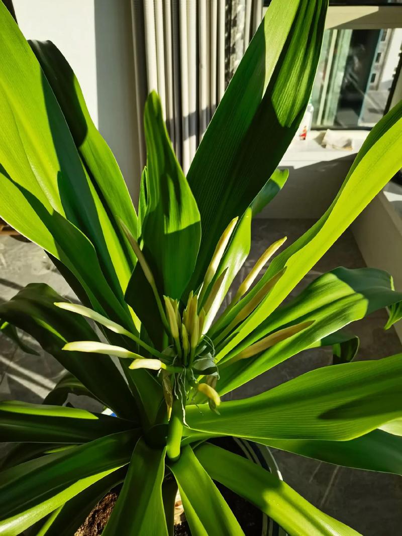 文殊兰哪个品种价格最高？-图3