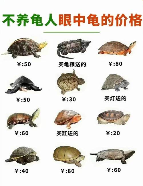 2025金钱龟小苗价格会涨还是跌？-图2