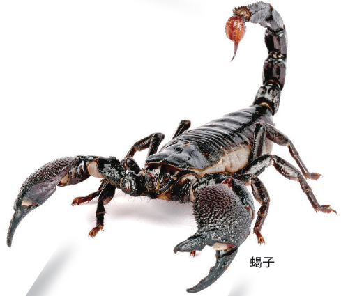 2025年野生蝎子价格会涨还是跌？-图1