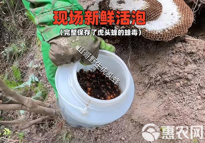 广西有哪些胡蜂品种?-图3 广西有哪些胡蜂品种?-图3