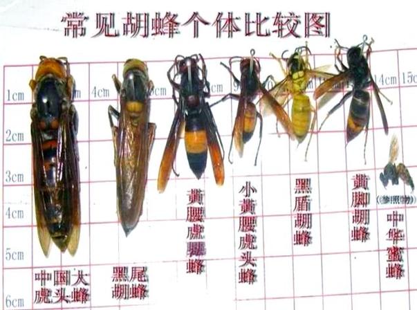 广西有哪些胡蜂品种?-图2 广西有哪些胡蜂品种?-图2