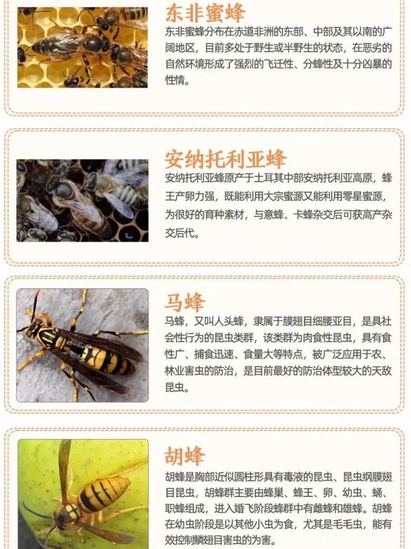 意蜂有定点品种吗?-图3 意蜂有定点品种吗?-图3