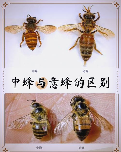 意蜂有定点品种吗？-图2