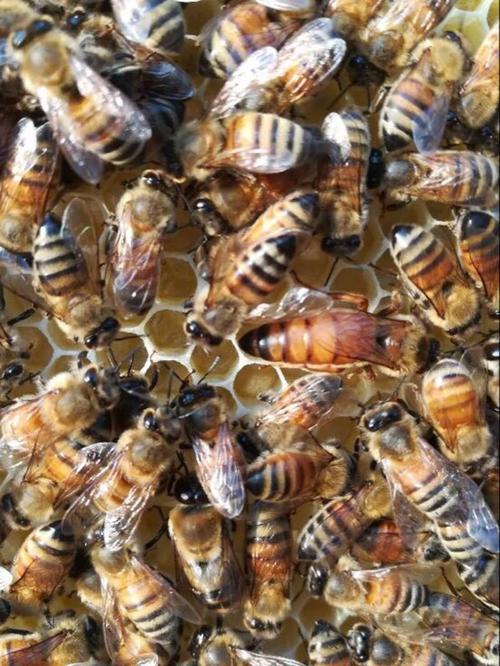 意蜂有定点品种吗?-图1 意蜂有定点品种吗?-图1