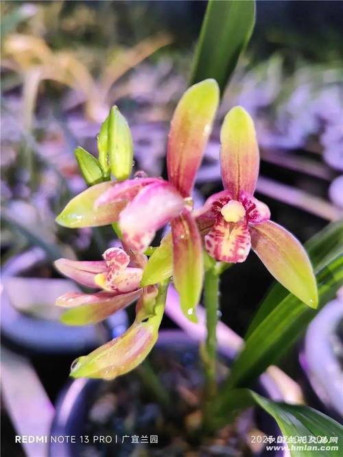 最值得养的建兰荷品种,哪种最值得入手?-图2 最值得养的建兰荷品种,哪种最值得入手?-图2