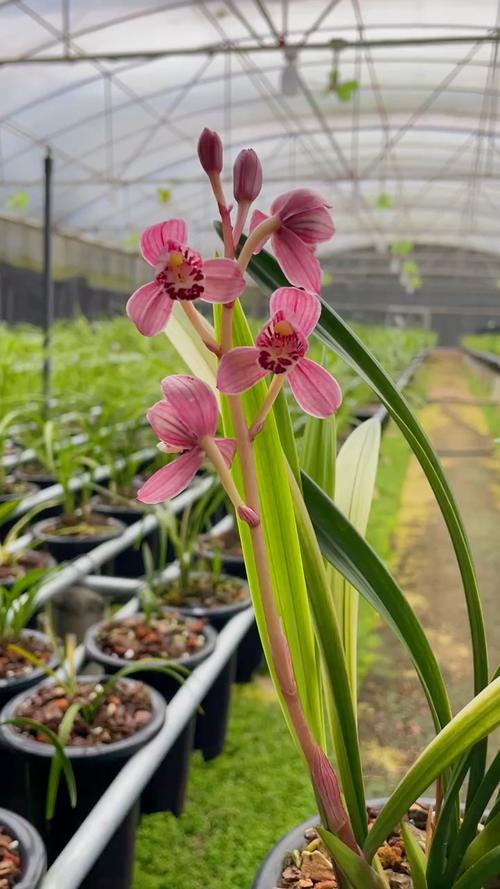 最值得养的建兰荷品种,哪种最值得入手?-图3 最值得养的建兰荷品种,哪种最值得入手?-图3