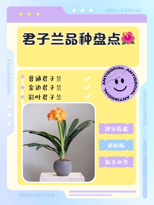视频里介绍的是哪些君子兰品种?-图1 视频里介绍的是哪些君子兰品种?-图1