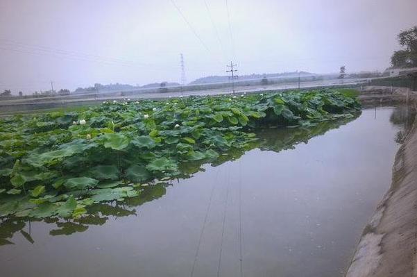 莲藕泥鳅混种，技术要点有哪些？-图2