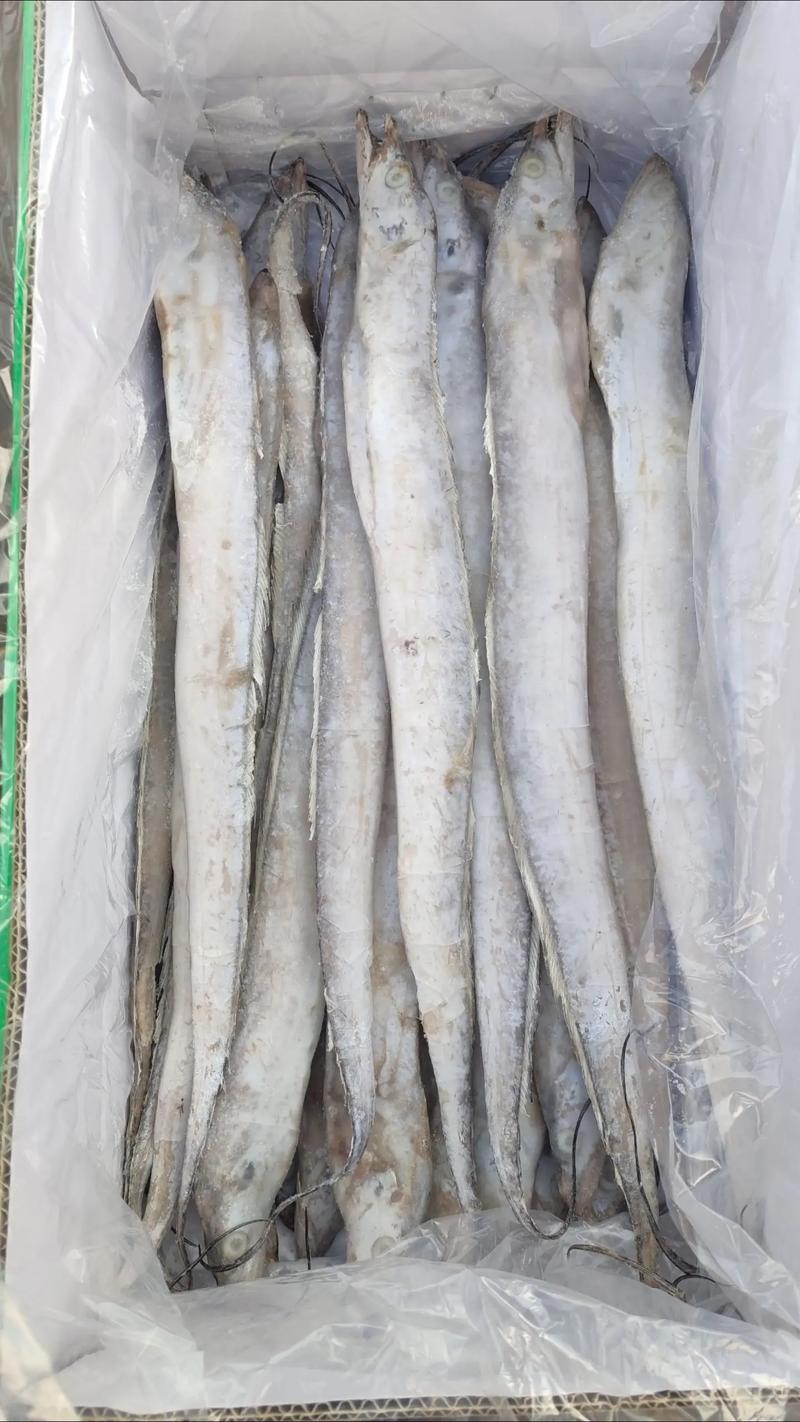 年带鱼批发价格行情查询-图1 年带鱼批发价格行情查询-图1