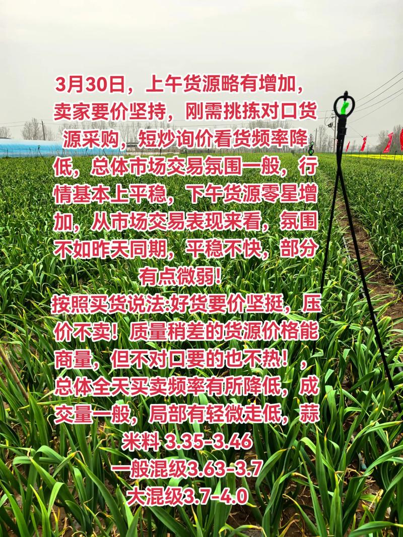 2025年6月大蒜价格会涨还是跌？-图3