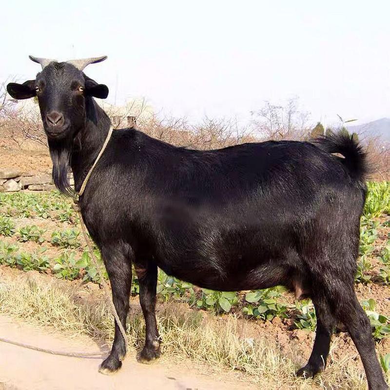 云南养的羊是什么品种-图1 云南养的羊是什么品种-图1