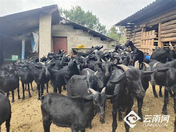 云南养的羊是什么品种-图2 云南养的羊是什么品种-图2