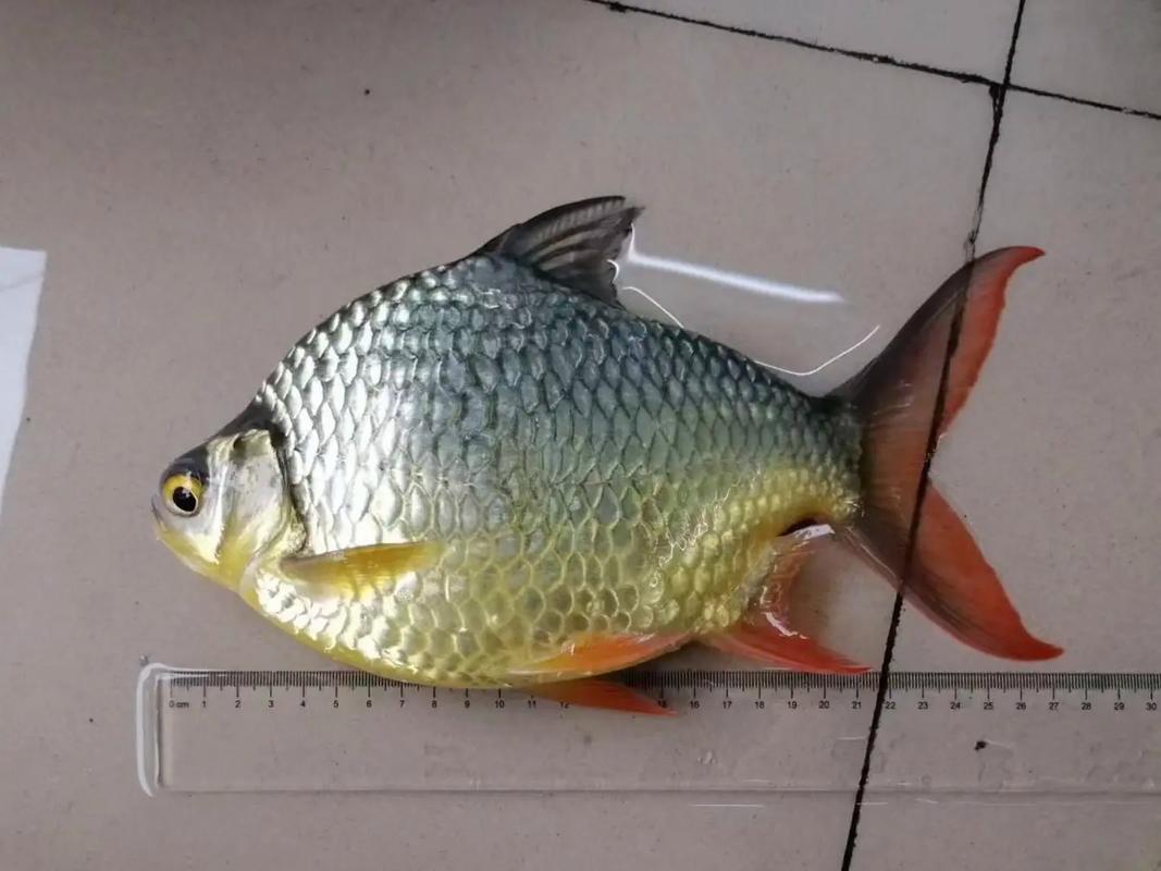 世上最大鲫鱼品种有多大？-图3