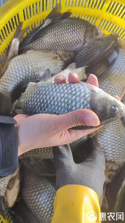 世上最大鲫鱼品种有多大？-图2