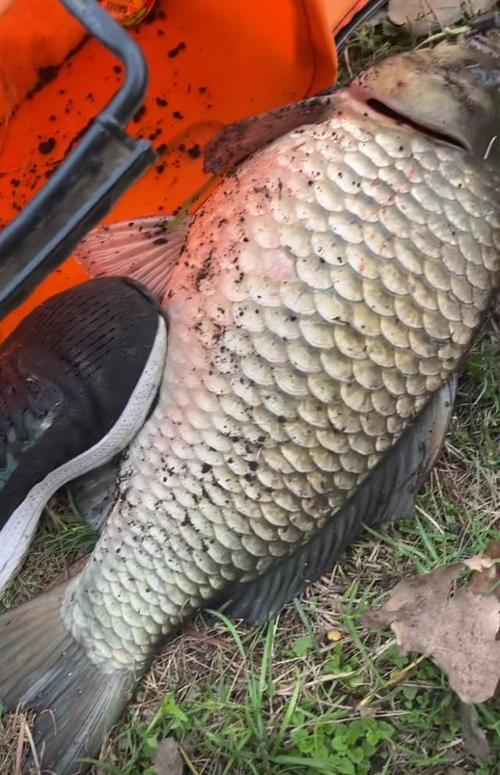 世上最大鲫鱼品种有多大？-图1