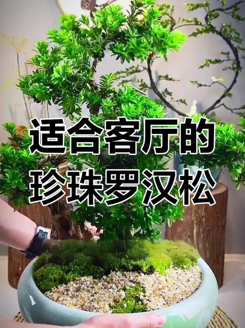 珍珠罗汉松有几个品种-图3 珍珠罗汉松有几个品种-图3