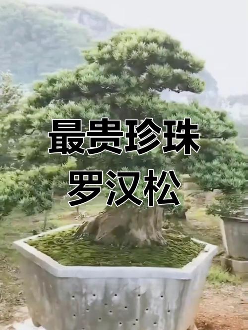 珍珠罗汉松有几个品种-图1 珍珠罗汉松有几个品种-图1