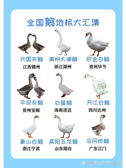 中国白鹅有哪些常见品种?-图1 中国白鹅有哪些常见品种?-图1