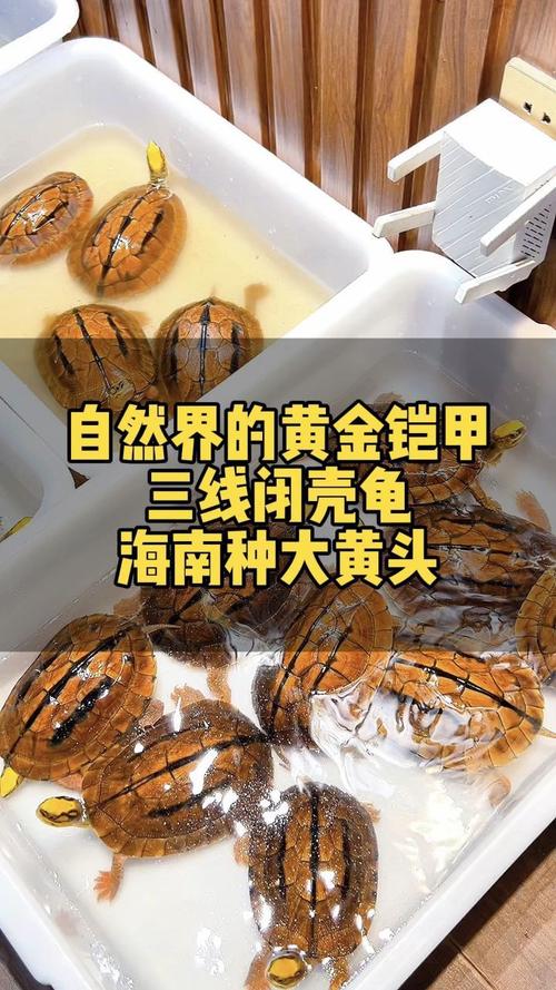 海南金钱龟品种有哪些?附图片对比-图2 海南金钱龟品种有哪些?附图片对比-图2