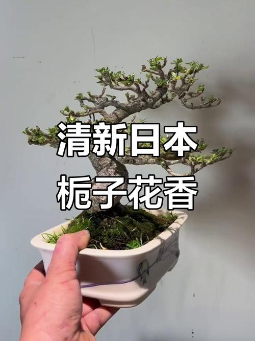 日本栀子花品种有哪些-图1 日本栀子花品种有哪些-图1