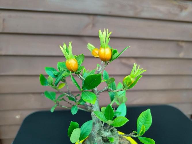 日本栀子花品种有哪些-图3 日本栀子花品种有哪些-图3