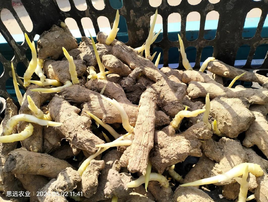 专家生姜催芽新技术,如何提高出芽率与质量?-图2 专家生姜催芽新技术,如何提高出芽率与质量?-图2