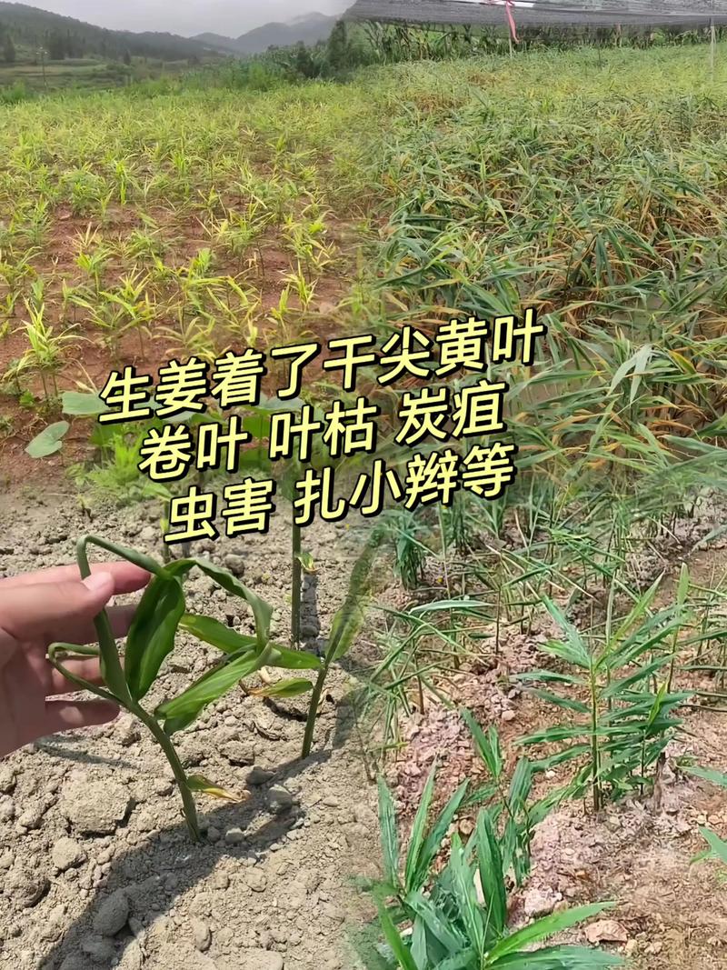 专家生姜催芽新技术,如何提高出芽率与质量?-图3 专家生姜催芽新技术,如何提高出芽率与质量?-图3