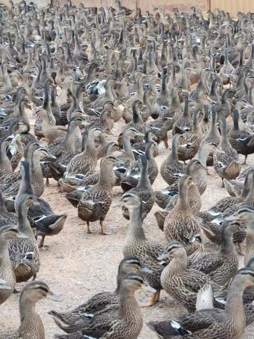 广东养的鸭品种有哪些?-图1 广东养的鸭品种有哪些?-图1