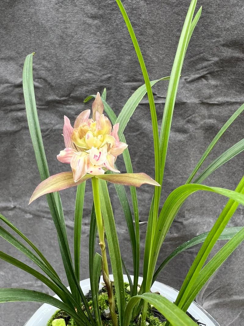 春兰哪个品种花香最浓?-图2 春兰哪个品种花香最浓?-图2