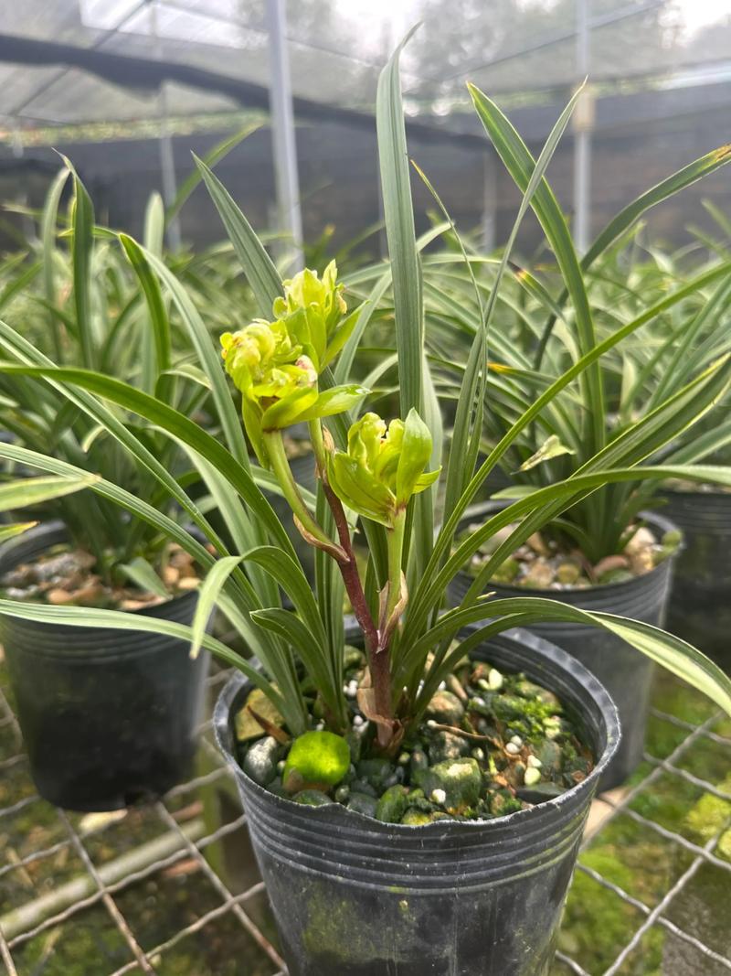 春兰哪个品种花香最浓?-图1 春兰哪个品种花香最浓?-图1