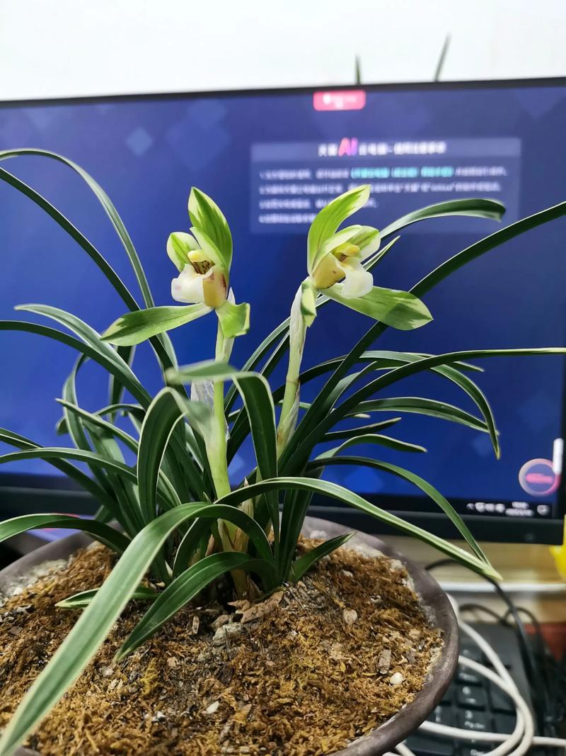 春兰哪个品种花香最浓?-图3 春兰哪个品种花香最浓?-图3