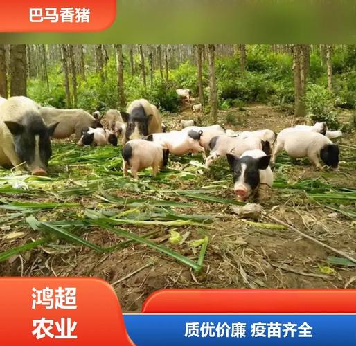 巴马香猪养殖技术图解,关键步骤有哪些?-图1 巴马香猪养殖技术图解,关键步骤有哪些?-图1