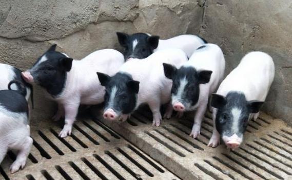 巴马香猪养殖技术图解，关键步骤有哪些？-图3