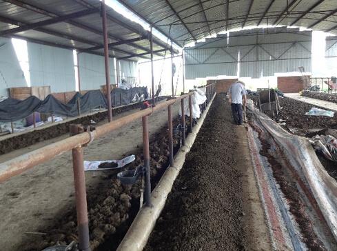 牛场蚯蚓养殖技术要点有哪些？-图2