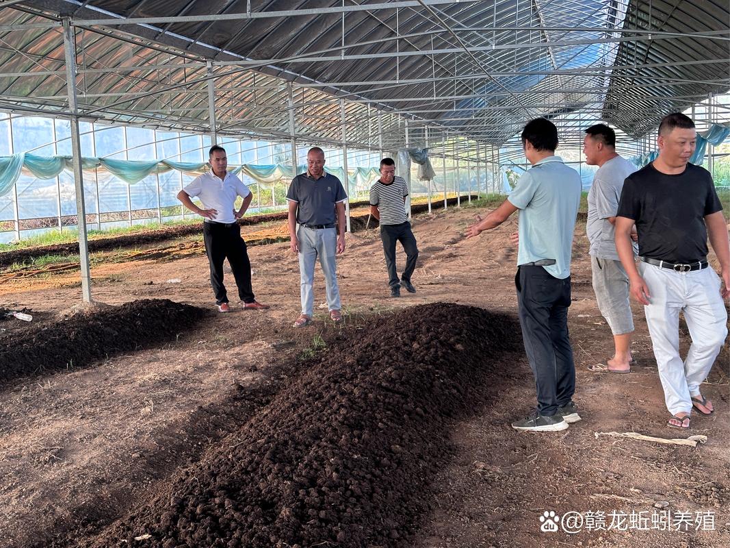 牛场蚯蚓养殖技术要点有哪些？-图3